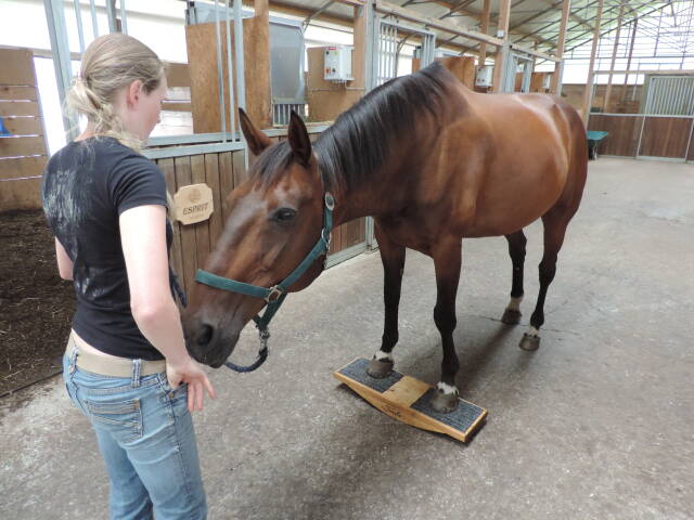 Horsetrainingsboard